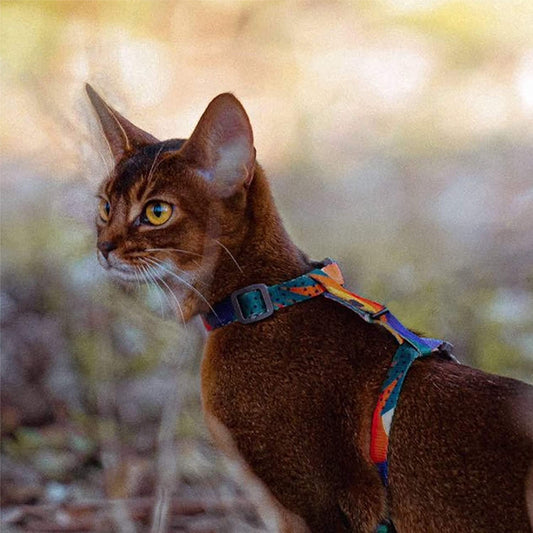PETKIT New Zealand PIDAN Cat Harness & Leash Set: Secure & Comfortable Adventures Travel