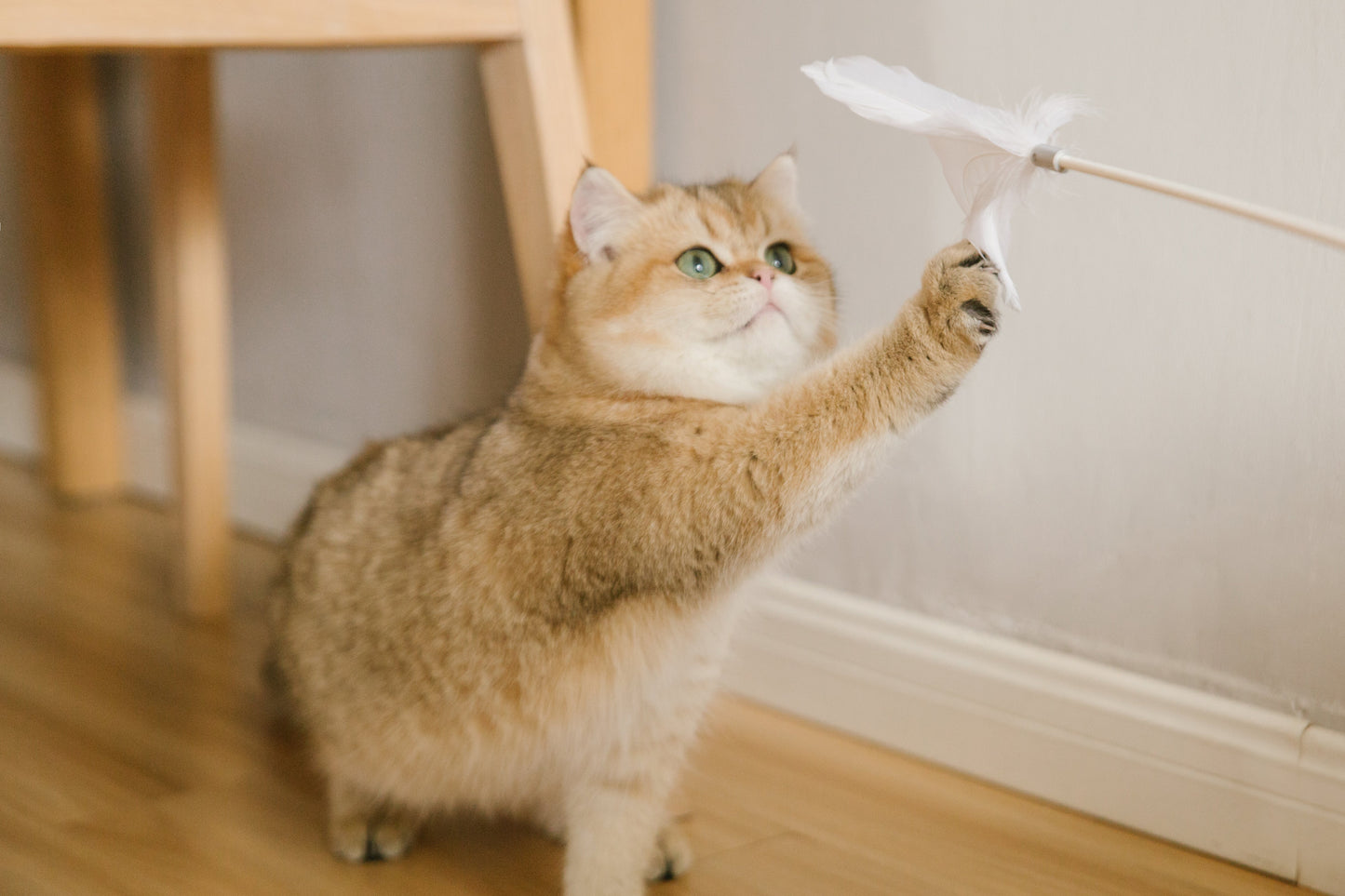 PETKIT New Zealand PIDAN Cat Teaser Wand - Interactive Fun Play