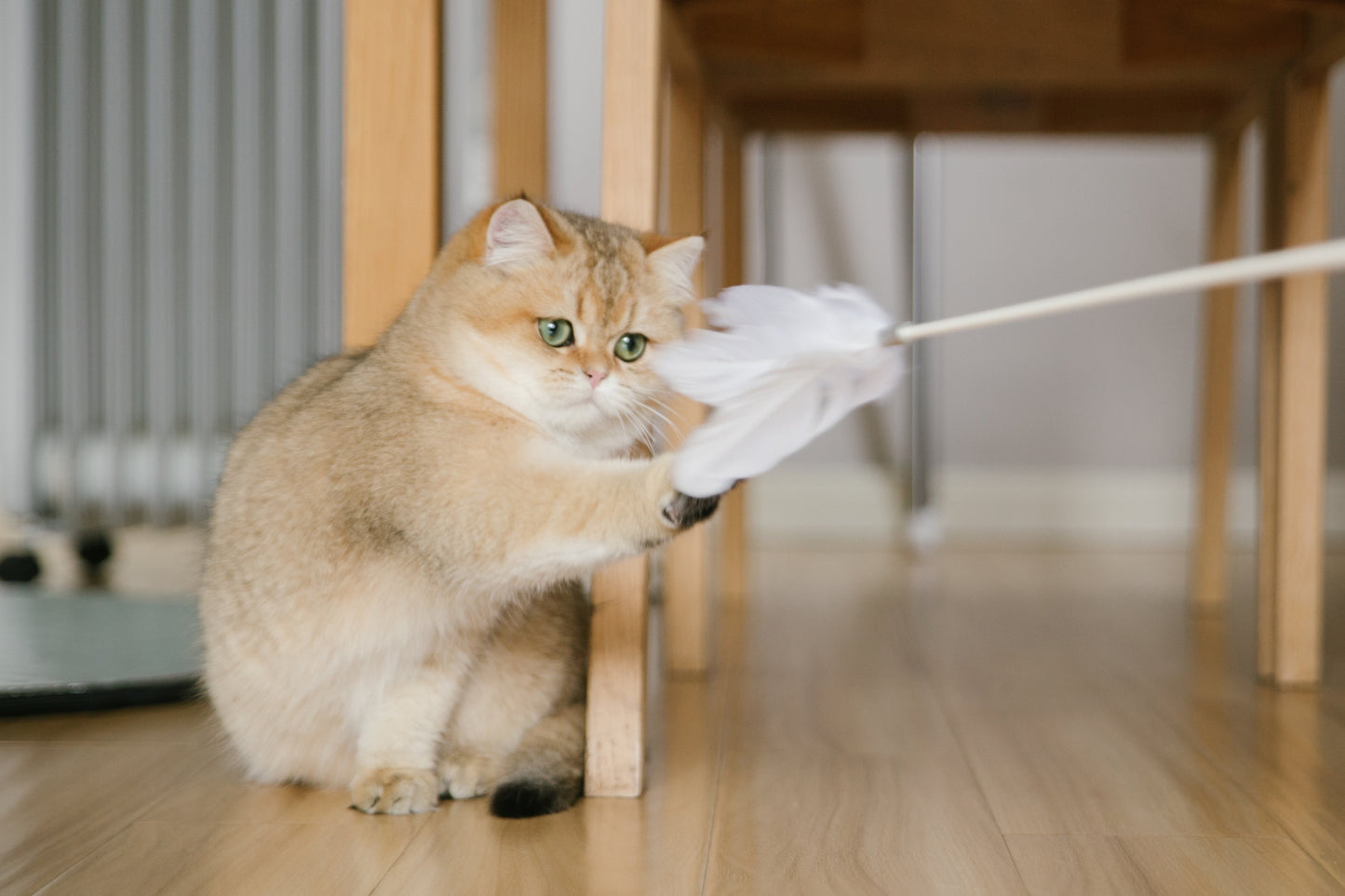 PETKIT New Zealand PIDAN Cat Teaser Wand - Interactive Fun Play