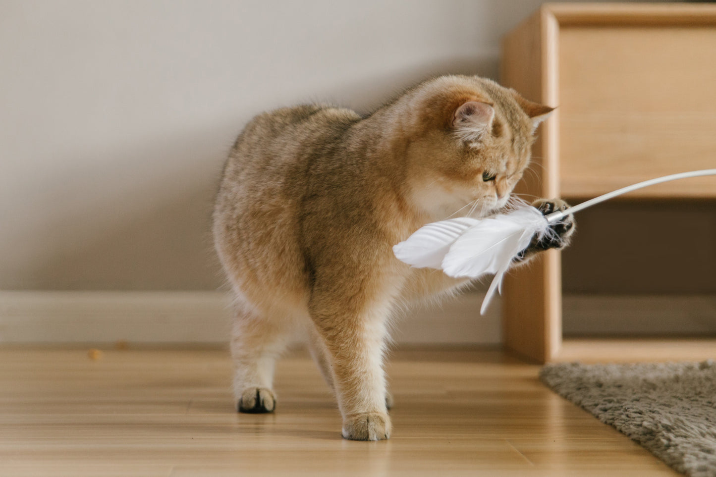 PETKIT New Zealand PIDAN Cat Teaser Wand - Interactive Fun Play