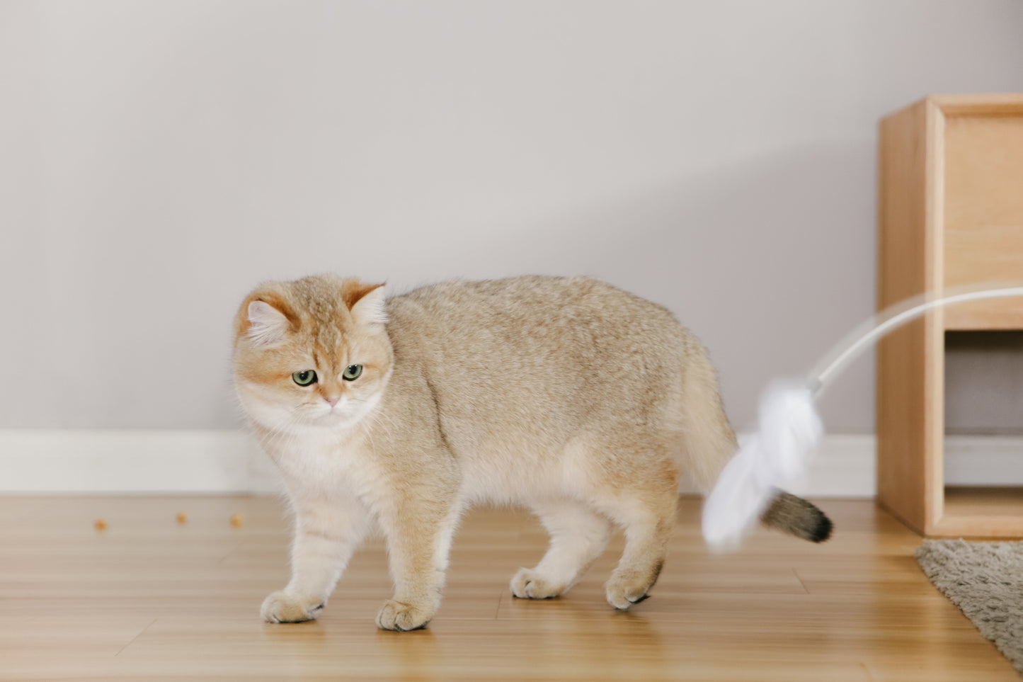 PETKIT New Zealand PIDAN Cat Teaser Wand - Interactive Fun Play