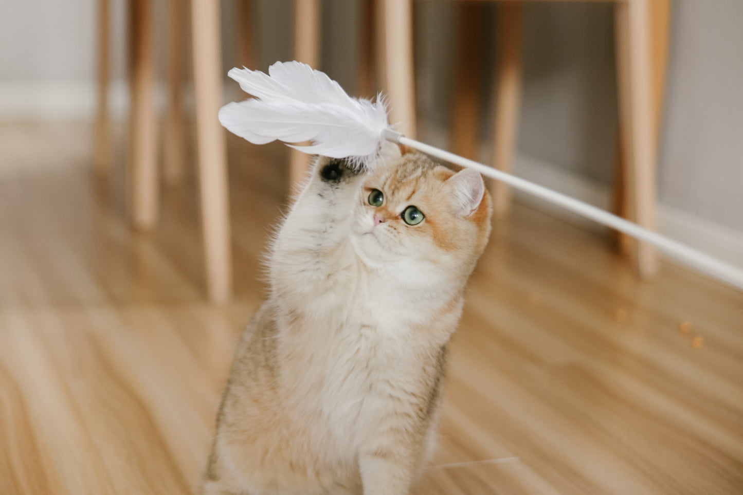 PETKIT New Zealand PIDAN Cat Teaser Wand - Interactive Fun Play