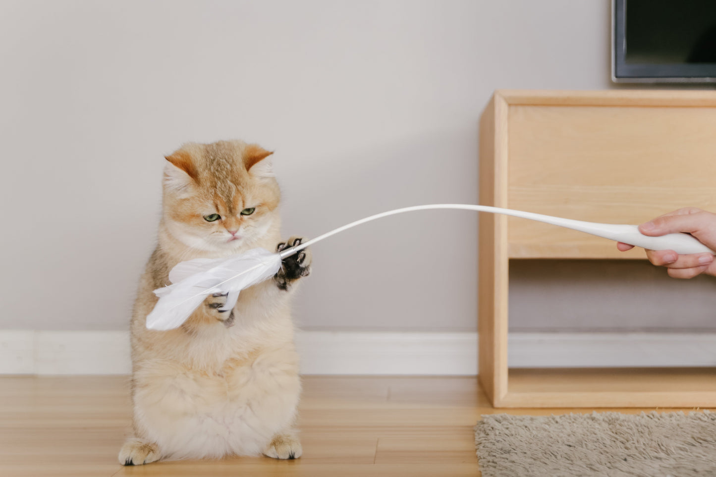 PETKIT New Zealand PIDAN Cat Teaser Wand - Interactive Fun Play