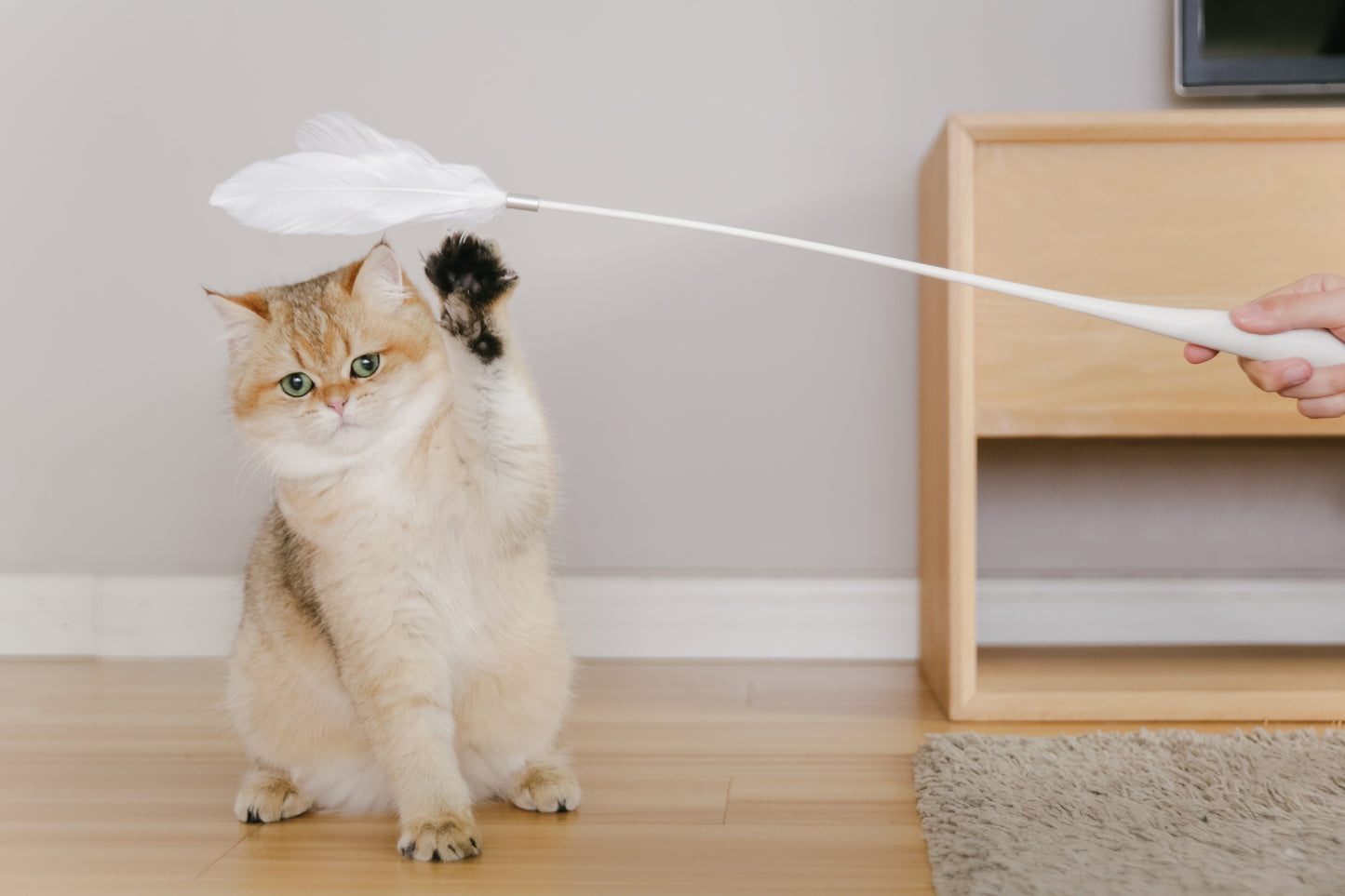 PETKIT New Zealand PIDAN Cat Teaser Wand - Interactive Fun Play