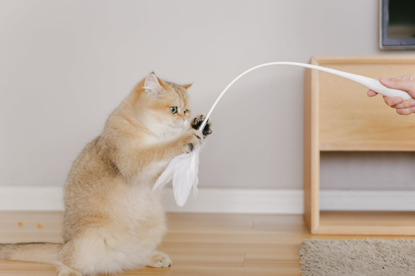 PETKIT New Zealand PIDAN Cat Teaser Wand - Interactive Fun Play