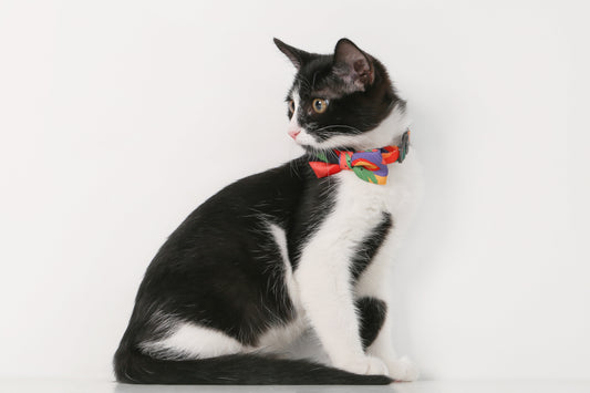 PETKIT New Zealand PIDAN Cat Bow Tie Collar – Premium and Stylish Accessory for Your Cat Wear
