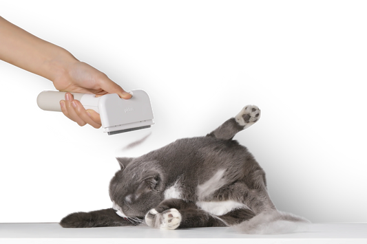 PETKIT New Zealand PIDAN Pet Deshedding Brush For Short Hair Pets Groom