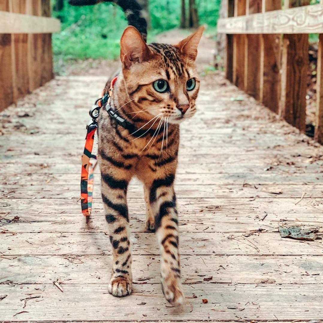 PETKIT New Zealand PIDAN Cat Harness & Leash Set: Secure & Comfortable Adventures Travel