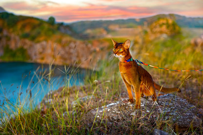 PETKIT New Zealand PIDAN Cat Harness & Leash Set: Secure & Comfortable Adventures Travel