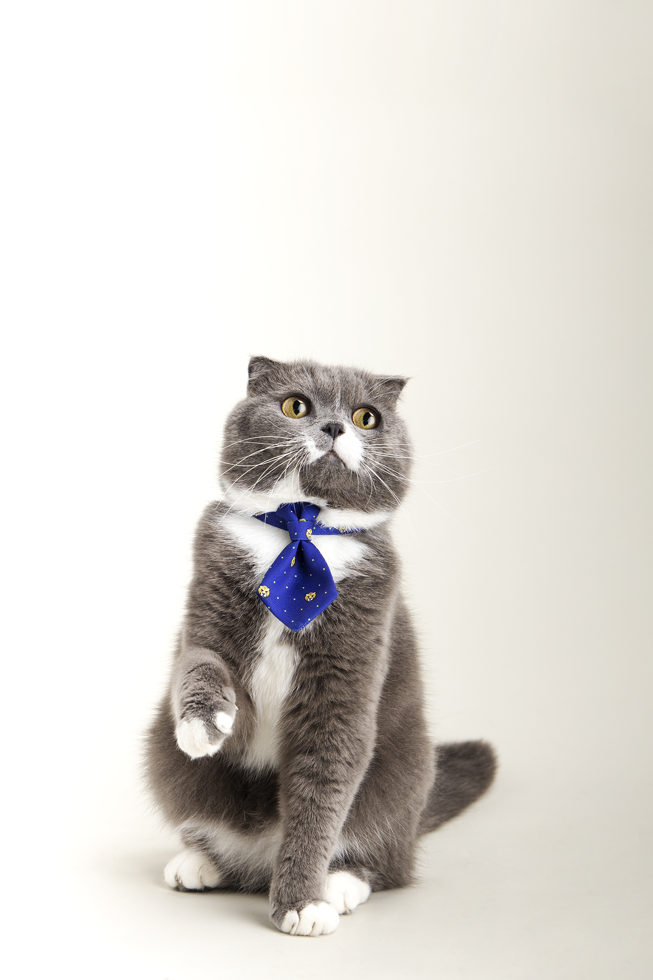 PETKIT New Zealand PIDAN Adjustable Cat Necktie Collar - Style Meets Comfort Wear