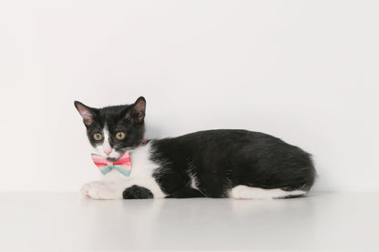 PETKIT New Zealand PIDAN Cat Bow Tie Collar – Premium and Stylish Accessory for Your Cat Wear