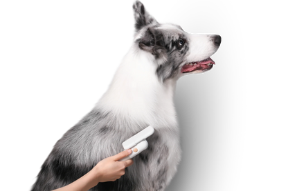 PETKIT New Zealand PIDAN Pet Deshedding Brush For Short Hair Pets Groom