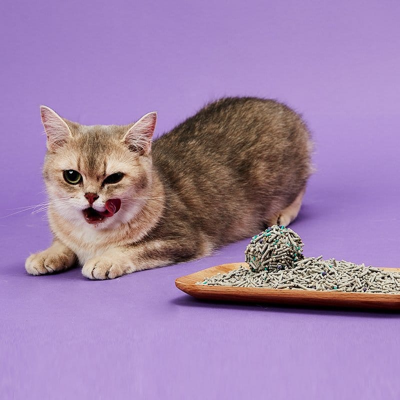 PETKIT New Zealand PETKIT 5 in 1 Activated Carbon Bentonite and Tofu Clumping Cat Litter Poop :)