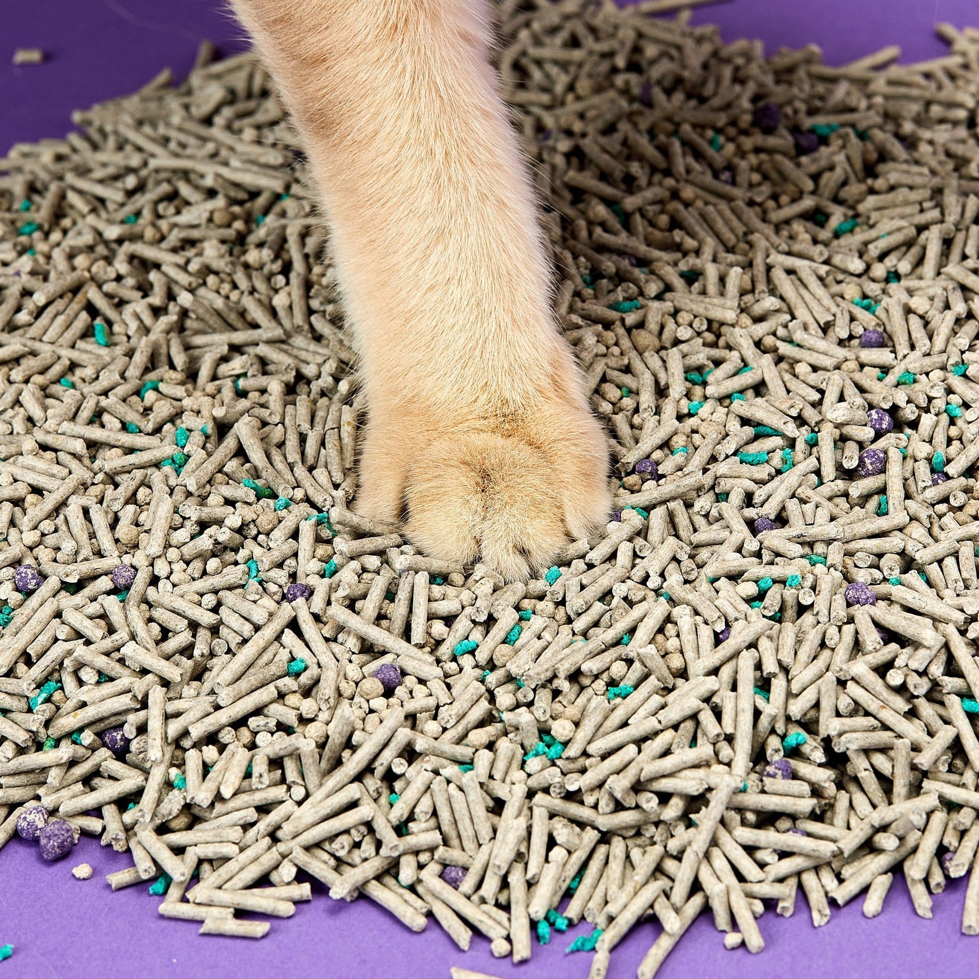 PETKIT New Zealand PETKIT 5 in 1 Activated Carbon Bentonite and Tofu Clumping Cat Litter Poop :)