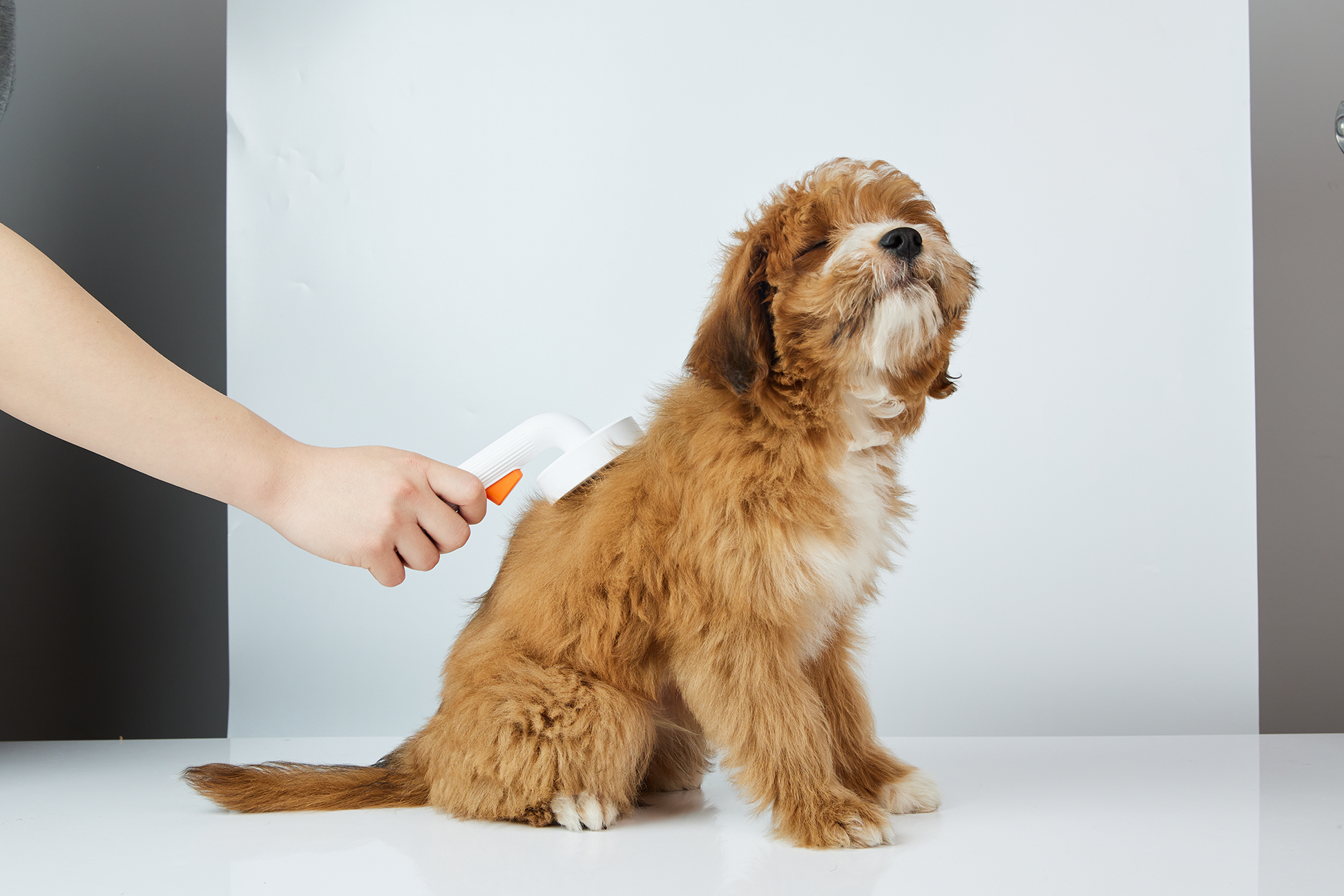 PETKIT New Zealand PETKIT Grooming Brush Groom